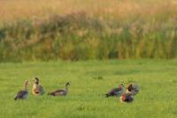 Netherlands - fauna