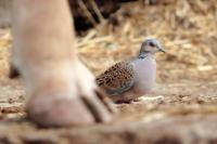 Streptopelia turtur