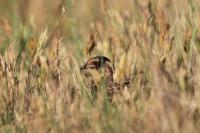 Coturnix coturnix