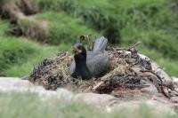 Scotland landscape and fauna