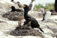 Phalacrocorax aristotelis