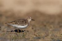 Calidris temminckii 