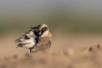 Charadrius leschenaultii