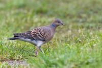 Streptopelia orientalis