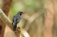 Turdus plumbeus