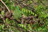 Amazona leucocephala