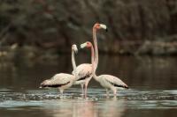 Phoenicopterus ruber