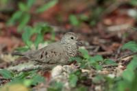 Columbina passerina