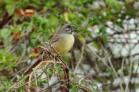 Torreornis inexpectata