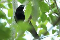 Corvus nasicus