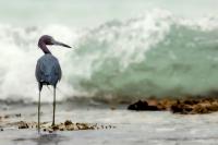 Egretta caerulea 