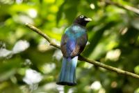 Trogon melanocephalus