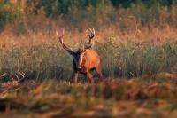 Red deer