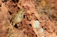 Anthus pratensis