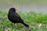 Turdus merula