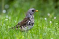 Turdus pilaris