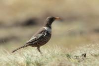 Turdus torquatus