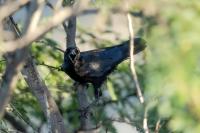 Corvus palmarum