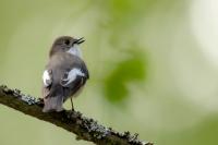 Ficedula hypoleuca