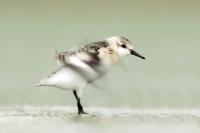 Calidris alba