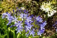 Madeira flora