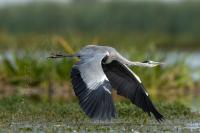 Ardea cinerea