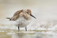 Calidris alpina