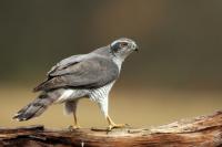 Accipiter gentilis