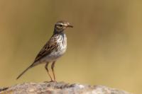 Anthus berthelotii