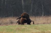 European bison