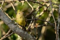 Vireo nanus