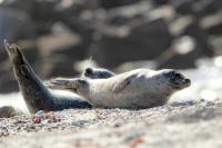 Harbor seal