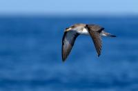 Madeira fauna