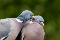 Columba palumbus