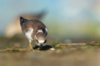 Charadrius hiaticula