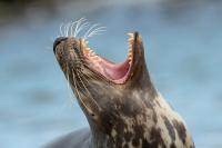 Grey seal