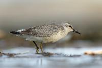 Calidris canutus