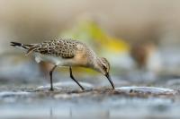 Calidris ferruginea