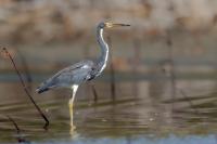 Egretta tricolor