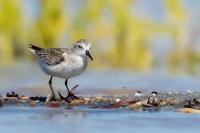 Calidris pusilla      