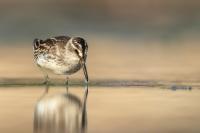 Calidris falcinellus