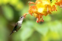 Dominican Republic-FAUNA