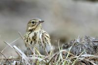 Anthus trivialis