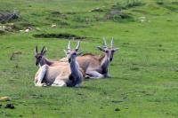 Common eland