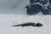 Leopard seal