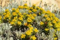 Malta flora 