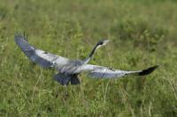 Ardea melanocephala