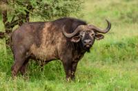 African buffalo