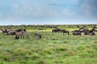 Blue wildebeest