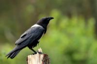 Corvus albus